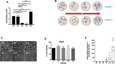 Cellular Heterogeneity and Cooperativity in Glioma Persister Cells Under Temozolomide Treatment